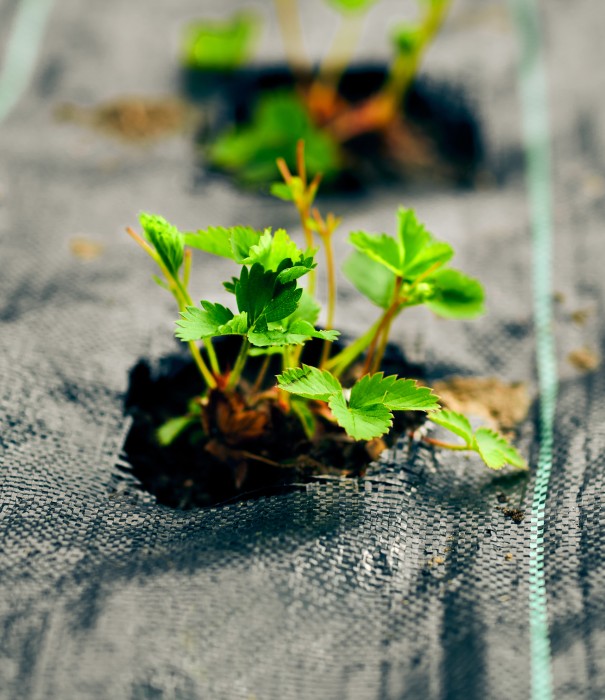 /media/392/download/Toile%20paillage.jpg?v=1 Sol de cultures extérieures protégé par une toile de paillage hydrophile et anti-UV en PLA (polymère compostable) SUBRENAT