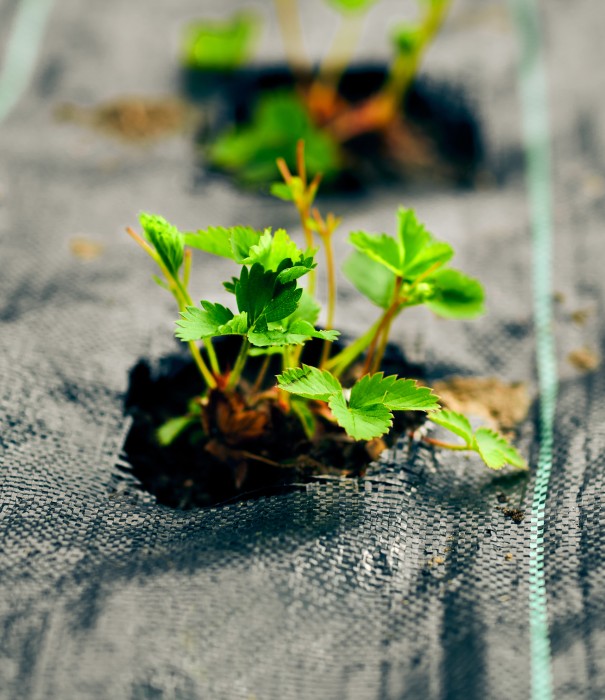 Sol de cultures extérieures protégé par une toile de paillage hydrophile et anti-UV en PLA (polymère compostable) SUBRENAT 