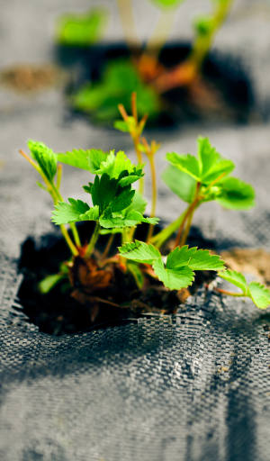 /media/392/download/Toile%20paillage.jpg?v=1 Soil for outdoor crops protected by a hydrophilic and anti-UV mulching fabric made of PLA (compostable polymer) SUBRENAT