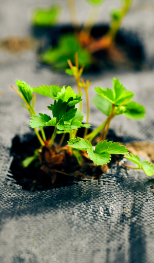 Soil for outdoor crops protected by a hydrophilic and anti-UV mulching fabric made of PLA (compostable polymer) SUBRENAT 