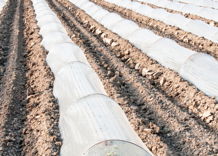 Outdoor crops protected from hail and cold by a wintering veil made of SPUN PP (polypropylene) SUBRENAT