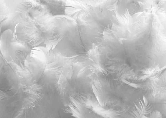Natural white feathers used to fill the covers produced and manufactured by SUBRENAT for feather duvets and pillows
