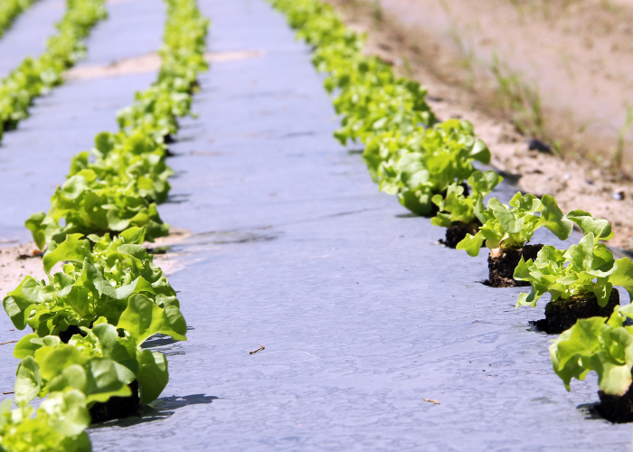 Soil for outdoor crops protected by a hydrophilic and UV-resitant mulching fabirc made of PLA (compostable polymer) SUBRENAT